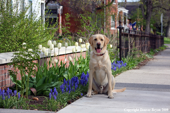 Yellow Labrador Retriever by flowers
