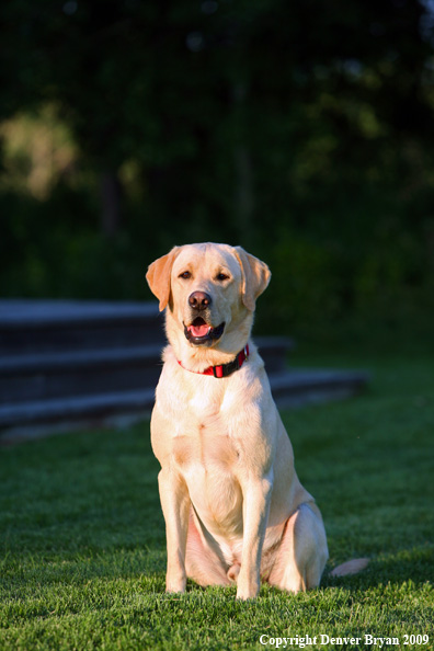Yellow Labrador Retriever in yard