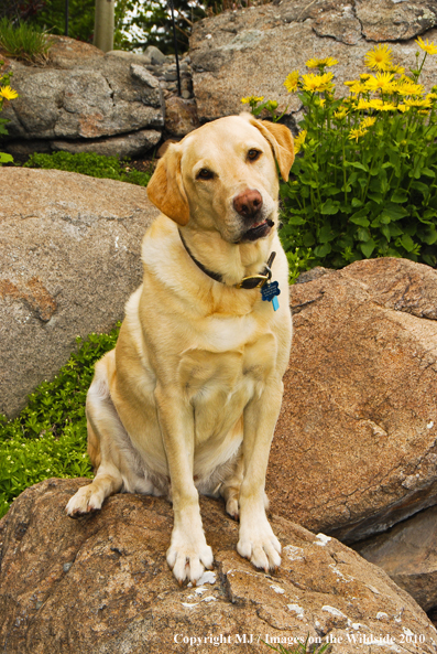 Yellow Labrador Retriever