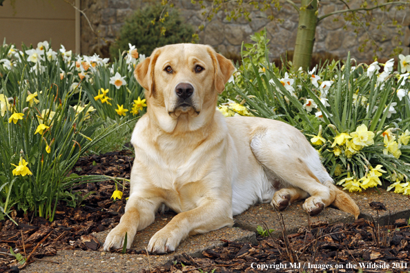 Yellow Labrador Retriever.