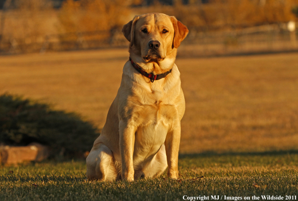 Yellow Labrador Retriever.