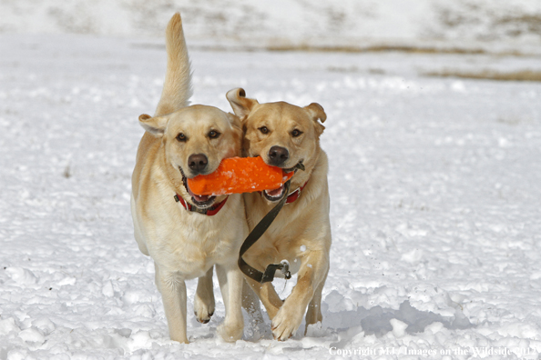 Yellow Labs playing. 