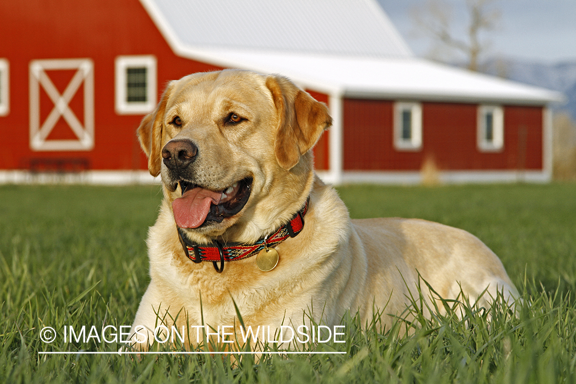 Yellow Labrador Retriever