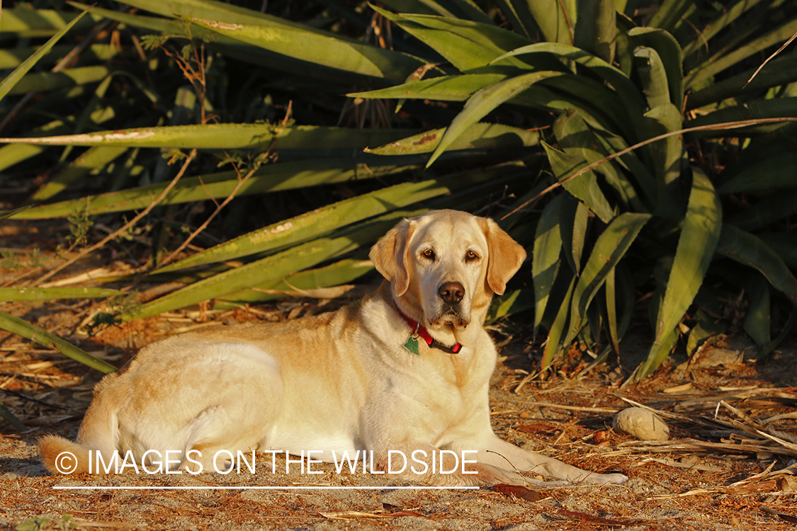 Yellow Lab in Mexico.