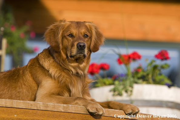 Golden Retriever sitting on deck.