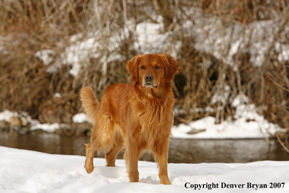 Golden Retriever in the snow.