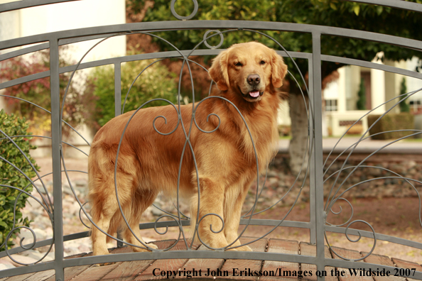 Golden Retriever 