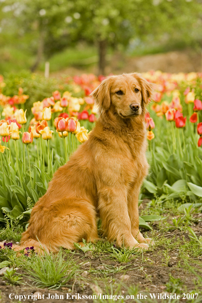 Golden Retriever in tulips