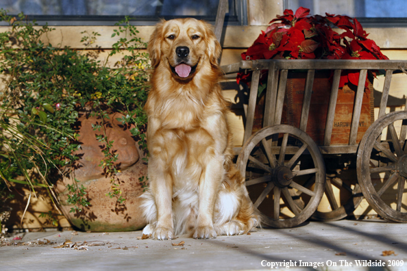 Golden Retriever