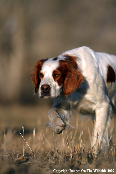 Brittany Spaniel in field