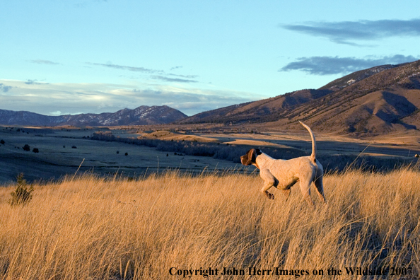 English Pointer on point