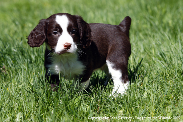 Springer Spaniel puppy in grass