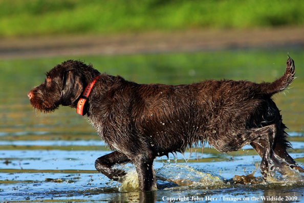 German wirehair pointer in field