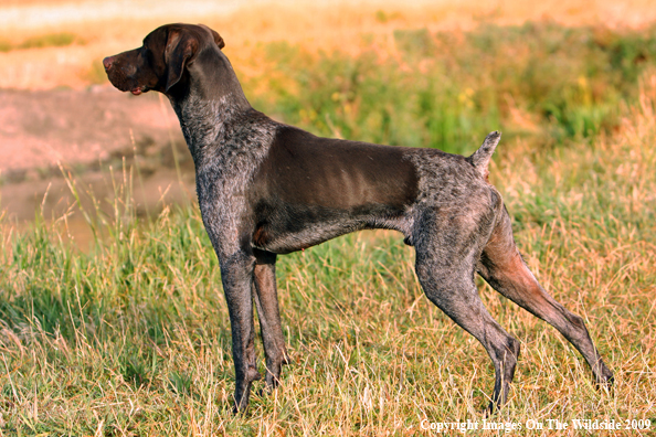German Short-Haired Pointer in field