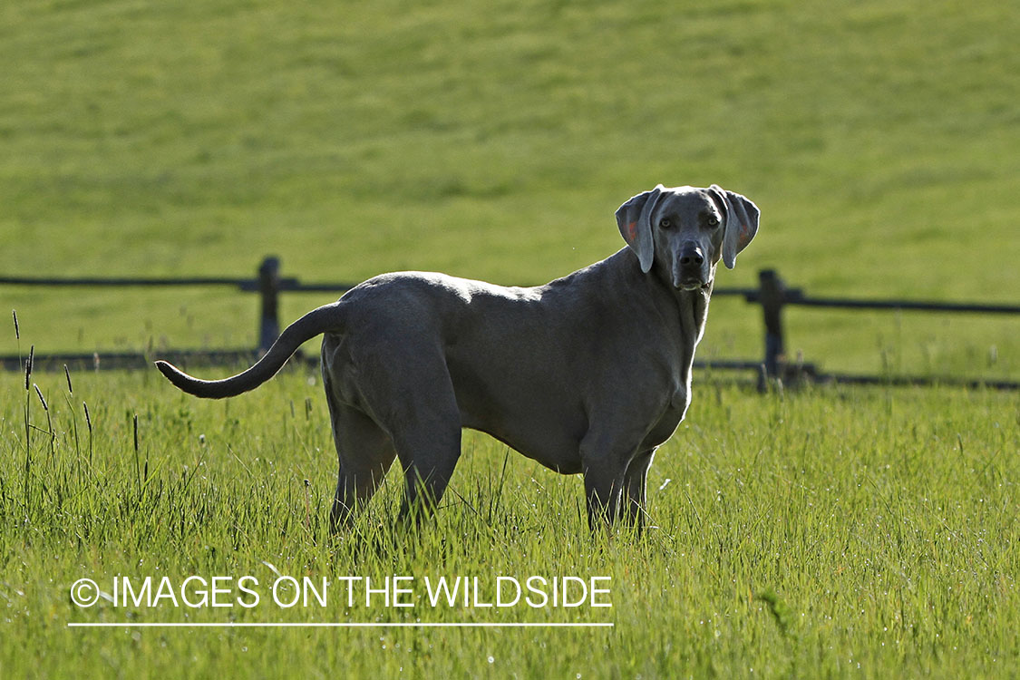 Weimaraner in field.