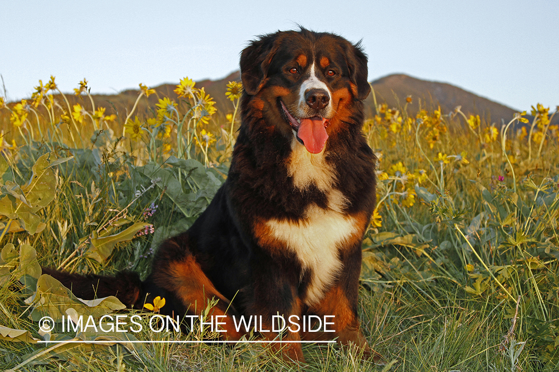 Bernese Mountain Dog. 