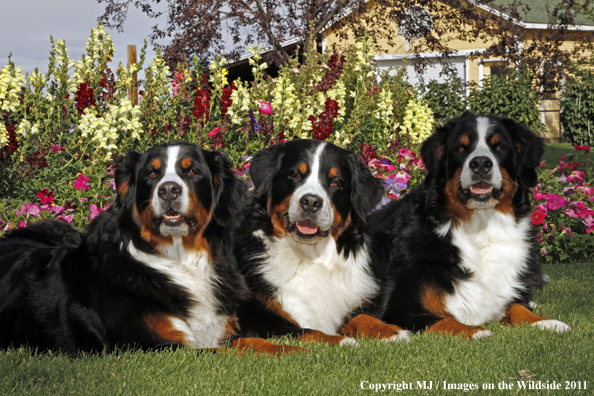 Bernese Mountain Dogs.