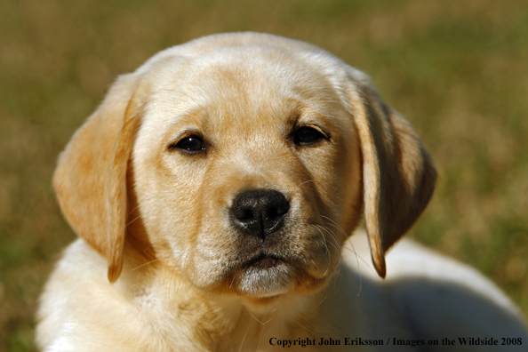 Yellow Labrador Puppy