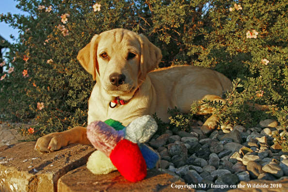 Yellow Labrador Retriever Puppy