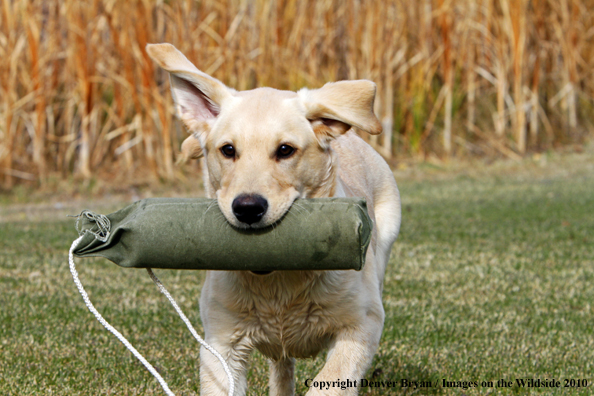 Yellow Labrador Retriever Puppy with training/retrieving dummy