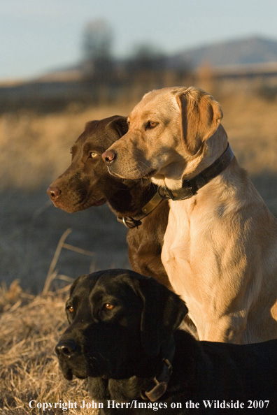 Multi-colored labrador retrievers in field.