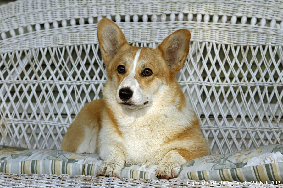 Corgi laying on bench.