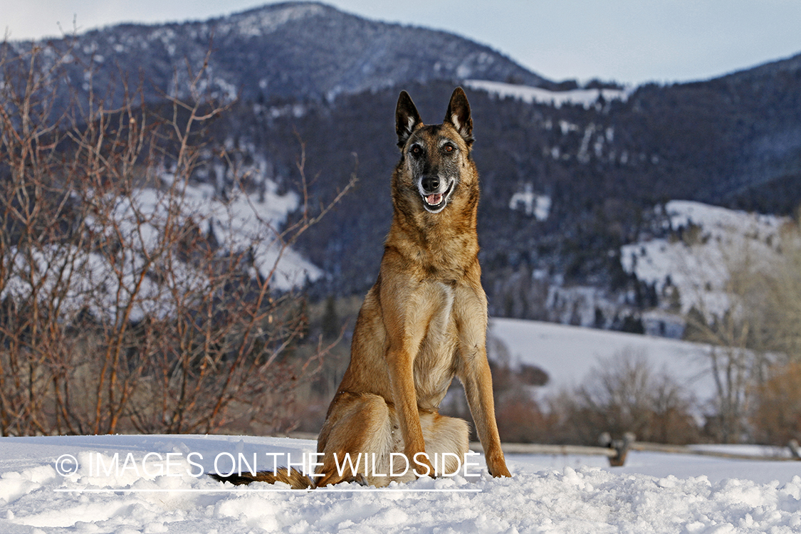Belgian Shepherd Malinois