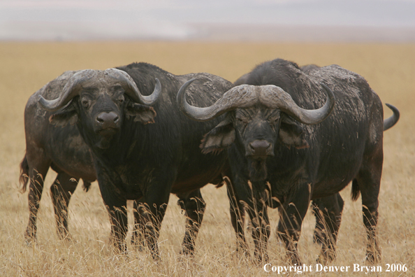 African Cape Buffalo