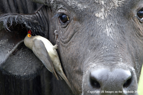 Cape buffalo with oxpecker, Kenya, Africa.
