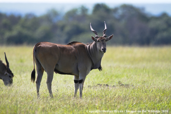 African Eland in habitat