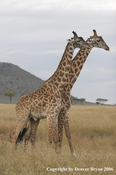 African Masai Giraffes fighting