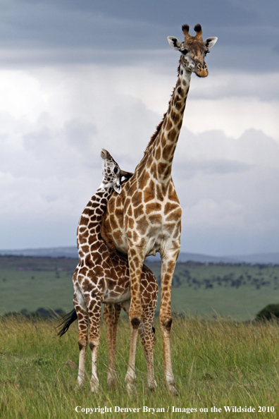 Masai Giraffe (adult with young)
