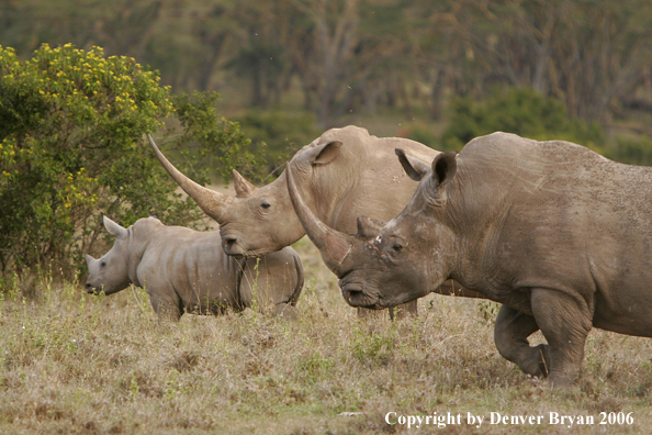 White African Rhinocerouses