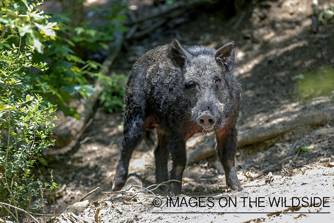 Feral hog in habitat.