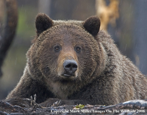 Grizzly bear in habitat.