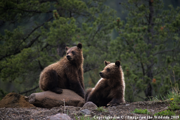 Brown/Grizzly Bear cubs