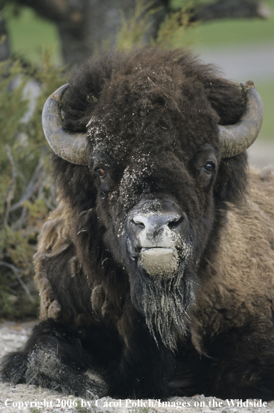 American Bison in habitat.