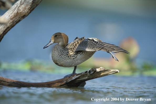 Pintail hen on log