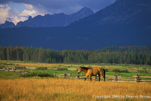 Quarter horse in pasture.