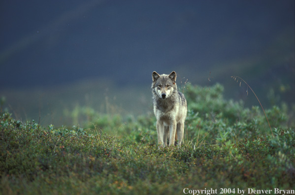 Gray wolf in habitat.