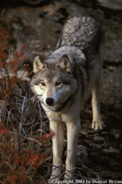 Gray wolf in habitat.