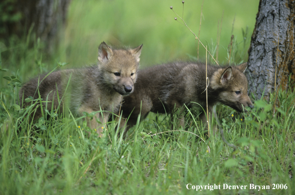 Gray wolf pups in habitat.