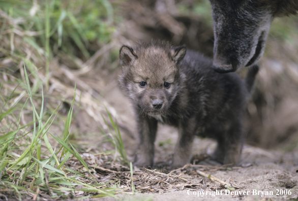 Gray wolf pup with adult wolf.
