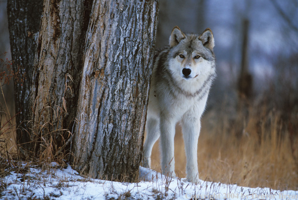 Gray wolf in winter habitat.