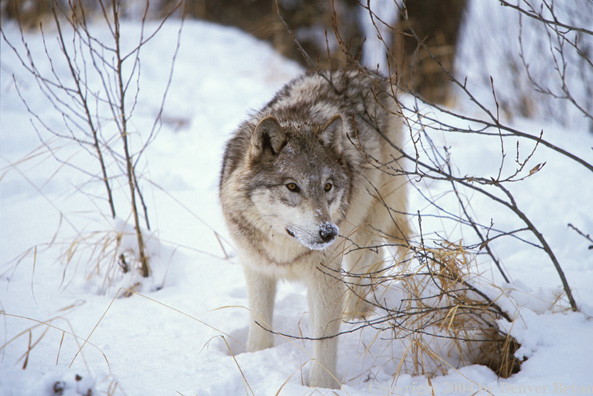 Gray wolf in winter habitat.