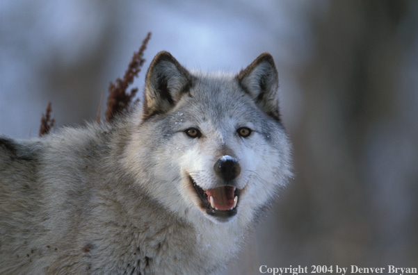 Gray wolf in winter habitat.