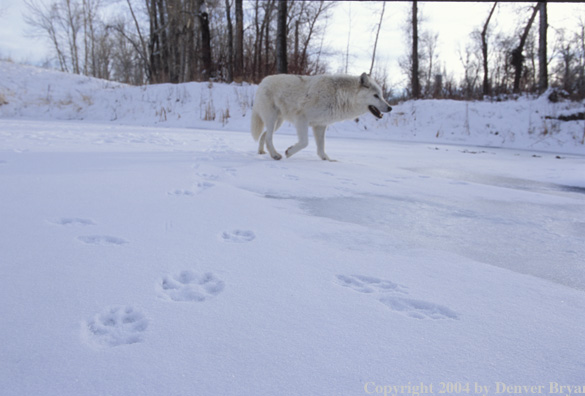 Gray wolf in winter habitat.