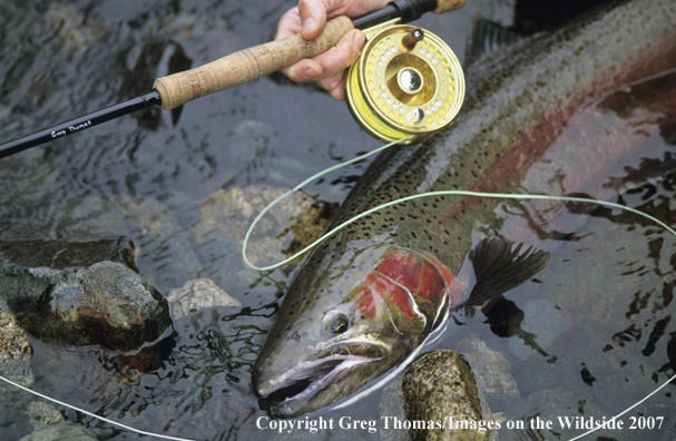Flyfishing steelhead
