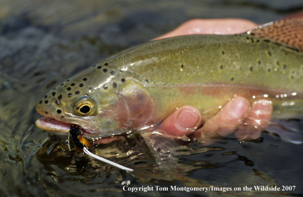 Rainbow Trout