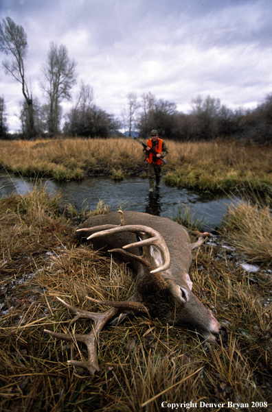 White-tailed deer hunter approaching downed deer